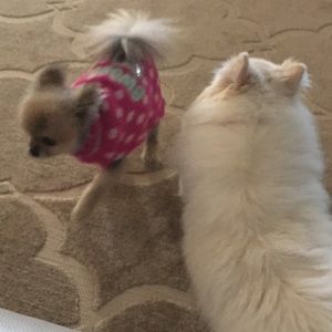 Meet your Posher, Monica